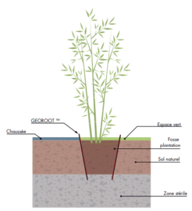 Georoot Bambou Jardinet.fr(1)
